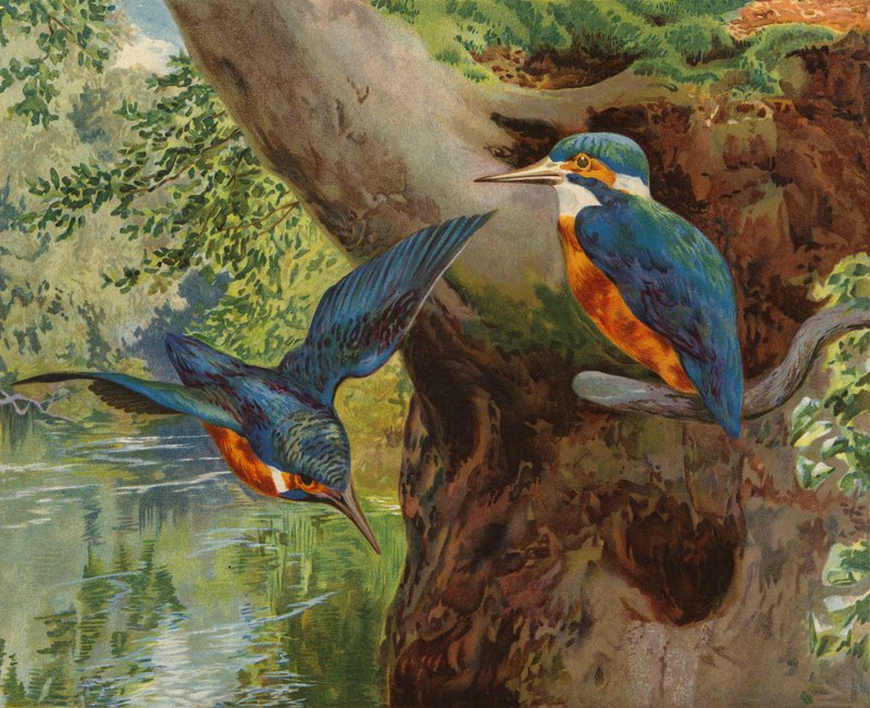 Kingfishers (chromolitho) av Charles Collins