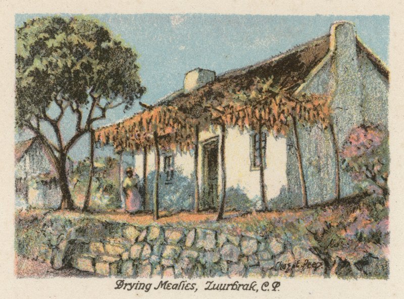 Sør-Afrika: Tørking av melis, Zuurbrak, CP (fargelitografi) av Charles Ernest Peers