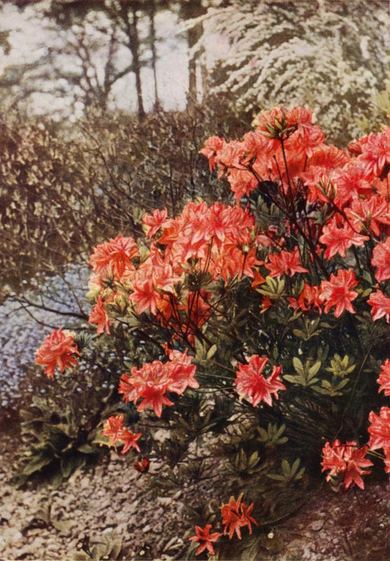En busk av Hardy Azalea (fargebilde) av Charles Essenhigh Corke