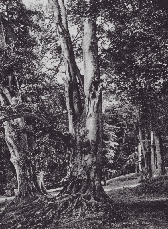 A Glade in Knole Park (s/hvitt bilde) av Charles Essenhigh Corke