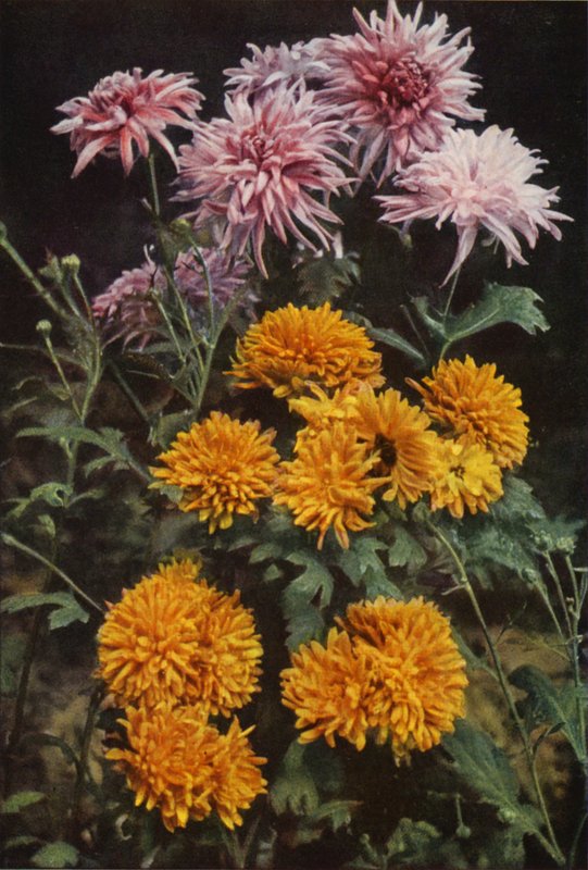 Kantkrysantemum (fargebilde) av Charles Essenhigh Corke