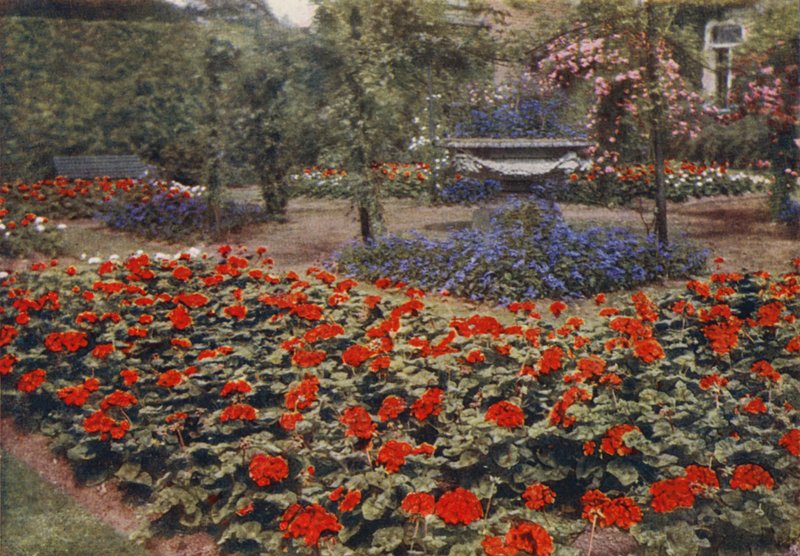 Geranium Paul Crampel og andre sommerblomster (fargebilde) av Charles Essenhigh Corke