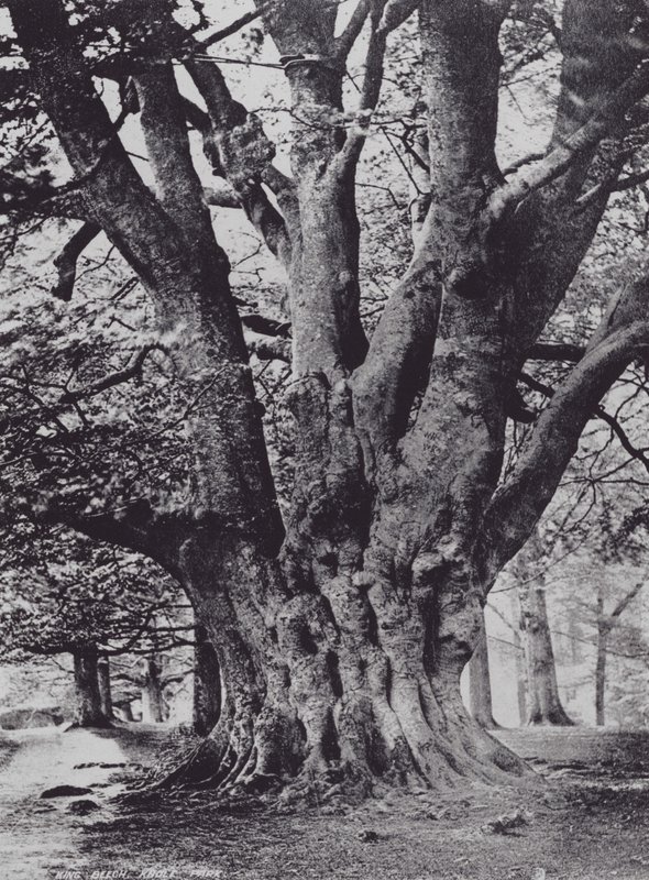 King Beech, Knole Park (s/hvitt bilde) av Charles Essenhigh Corke