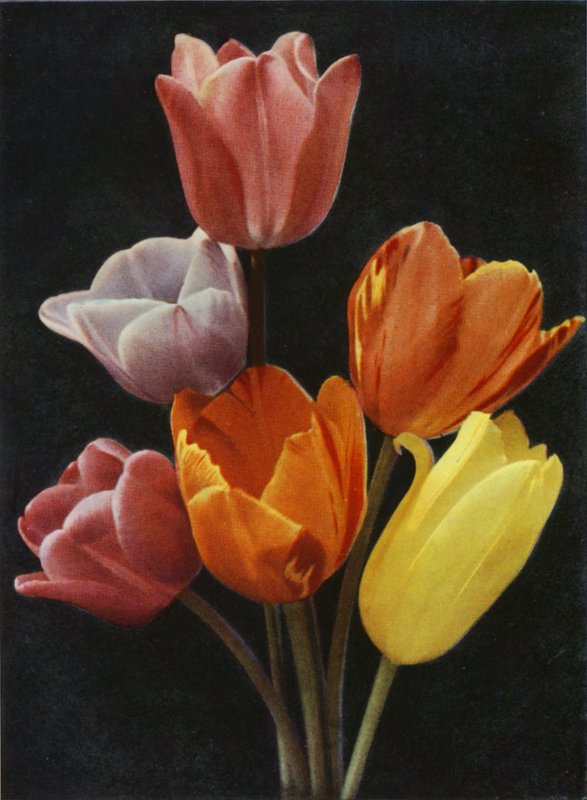 mai-blomstrende tulipaner (fargebilde) av Charles Essenhigh Corke
