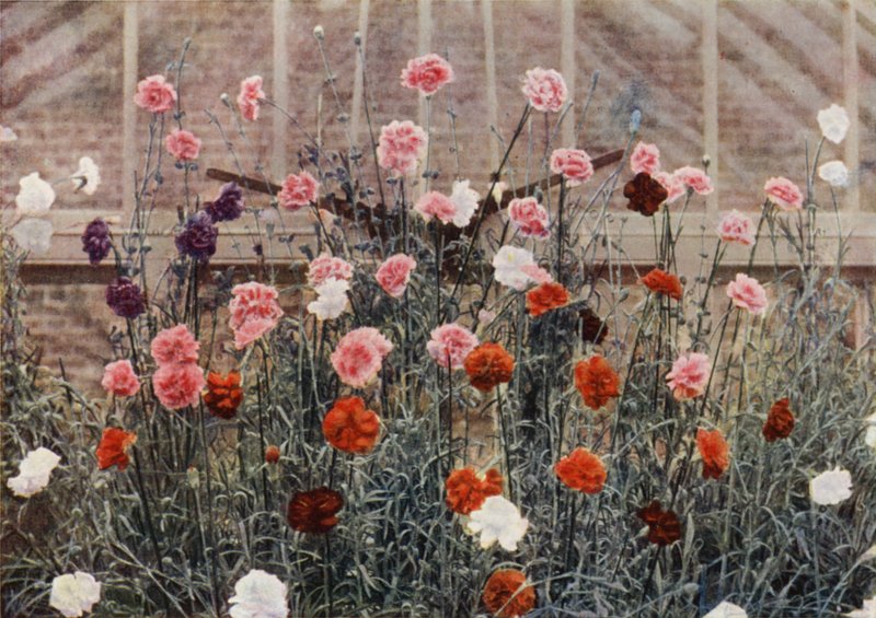 Evig blomstrende nelliker (fargebilde) av Charles Essenhigh Corke
