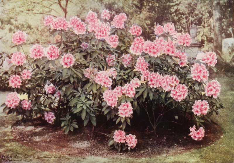 Rhododendron Pink Pearl, ved "The Heights," Witley, residensen til fru Farnham (fargebilde) av Charles Essenhigh Corke