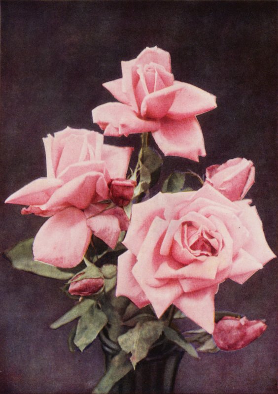 Rose Lady Ashtown (fargebilde) av Charles Essenhigh Corke