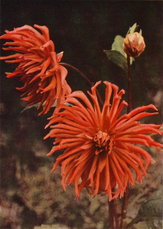 Cactus Dahlia "Brisbane" (fargebilde) av Charles Essenhigh Corke