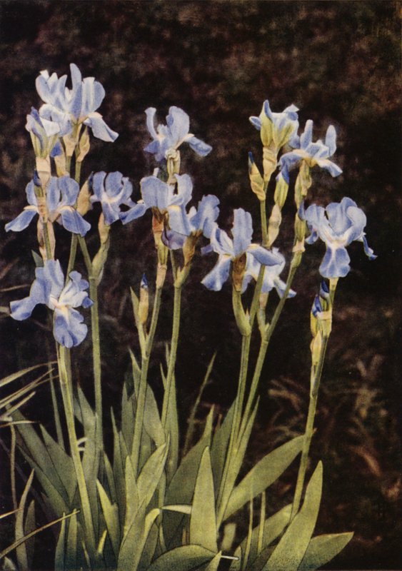 The Flag Iris (fargebilde) av Charles Essenhigh Corke