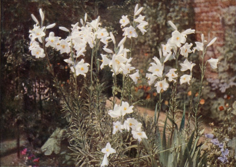 Madonna Lily (fargebilde) av Charles Essenhigh Corke