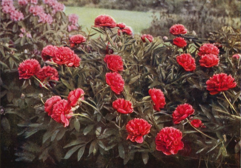 The Old Double Crimson Paeony (fargebilde) av Charles Essenhigh Corke