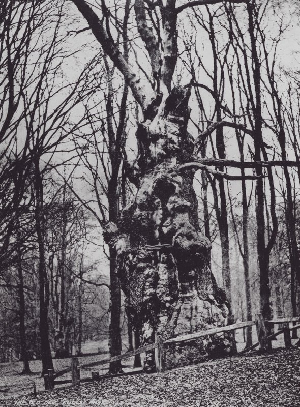 The Old Oak, Knole Park (s/hvitt bilde) av Charles Essenhigh Corke