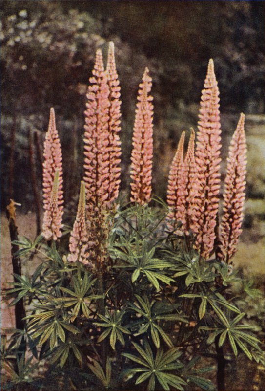Den rosa-fargede lupinen (fargebilde) av Charles Essenhigh Corke
