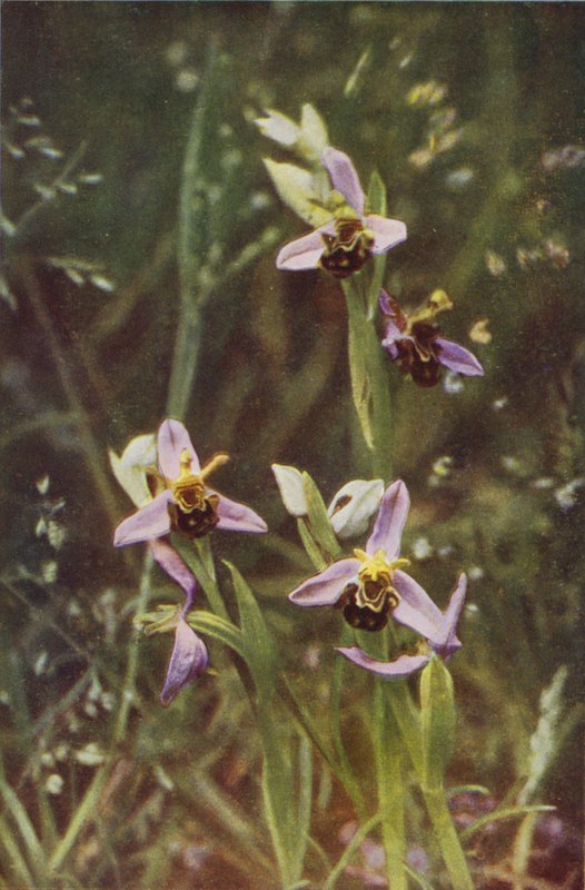Ville blomster: Bee Orchis (fargebilde) av Charles Essenhigh Corke