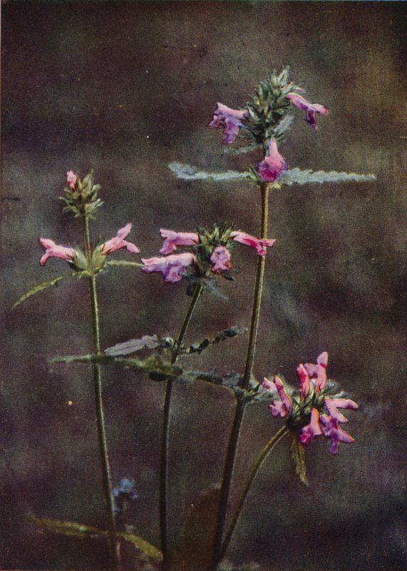 Ville blomster: Betony (fargebilde) av Charles Essenhigh Corke
