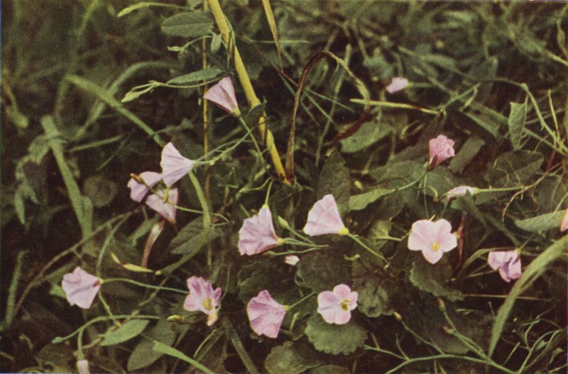 Ville blomster: Bindweed (fargebilde) av Charles Essenhigh Corke