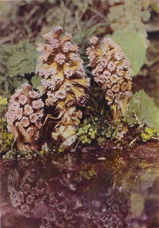 Ville blomster: Bitterbur (fargebilde) av Charles Essenhigh Corke