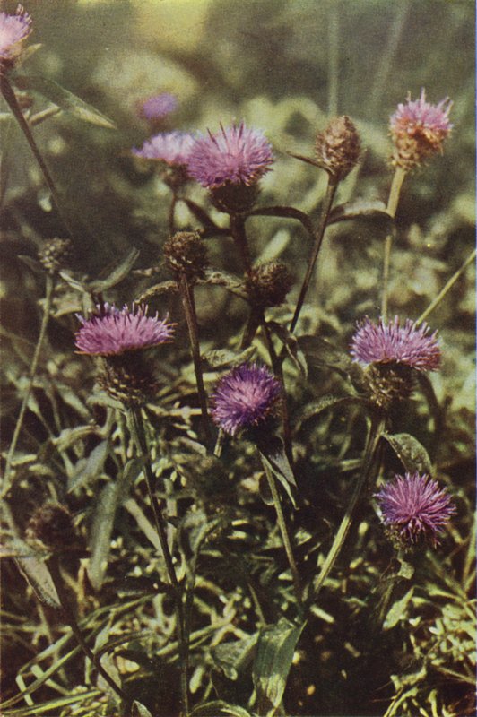 Ville blomster: Black Knapweed (fargebilde) av Charles Essenhigh Corke