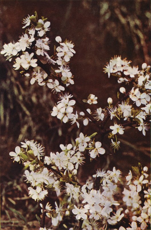 Ville blomster: Svarthorn (fargebilde) av Charles Essenhigh Corke