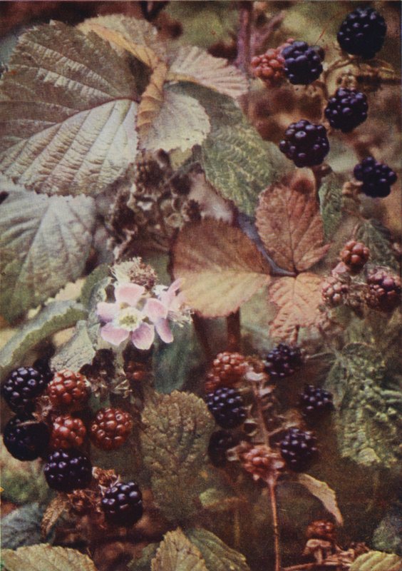 Ville blomster: Bramble (fargebilde) av Charles Essenhigh Corke