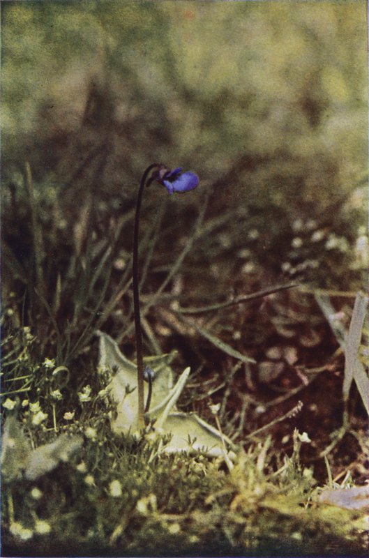 Ville blomster: Butterwort (fargebilde) av Charles Essenhigh Corke