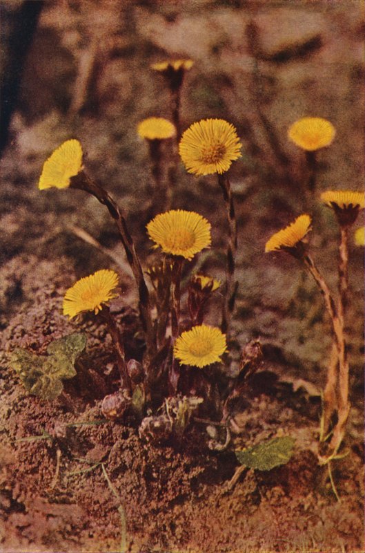 Ville blomster: Hesteføl (fargefoto) av Charles Essenhigh Corke