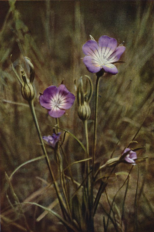 Ville blomster: Corn-Cockle (fargebilde) av Charles Essenhigh Corke