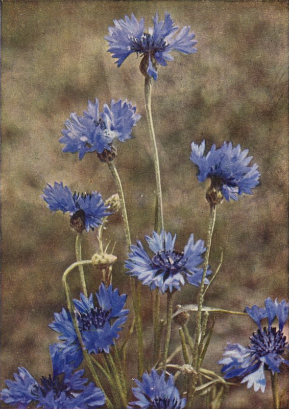 Ville blomster: Kornblomst (fargebilde) av Charles Essenhigh Corke