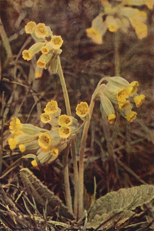 Ville blomster: Cowslip (fargebilde) av Charles Essenhigh Corke