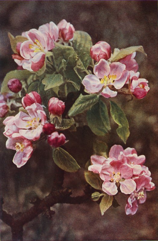 Ville blomster: Crab-Apple (fargebilde) av Charles Essenhigh Corke