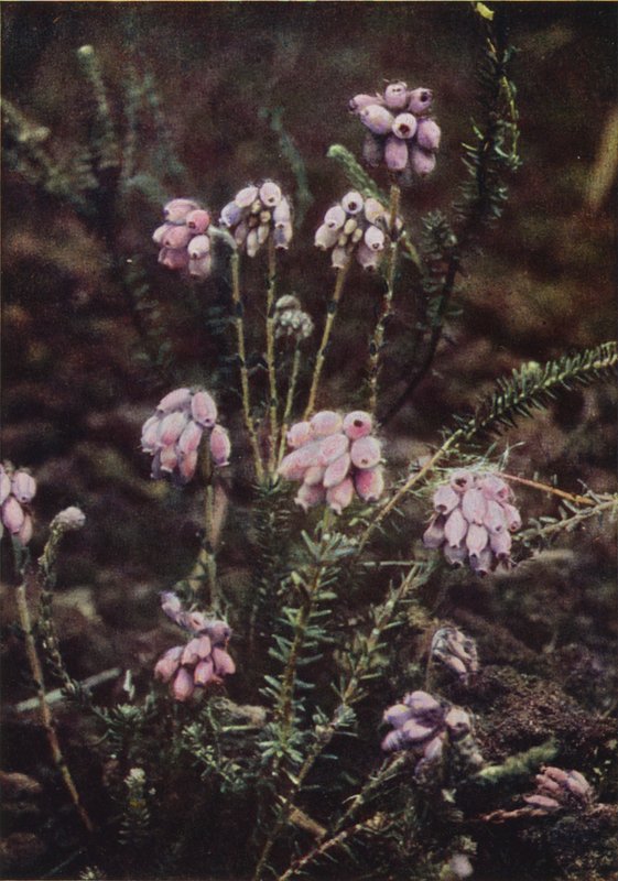 Ville blomster: Cross-Leaved Heath (fargebilde) av Charles Essenhigh Corke
