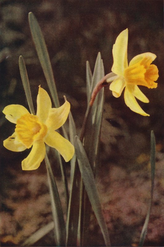 Ville blomster: Påskelilje (fargebilde) av Charles Essenhigh Corke