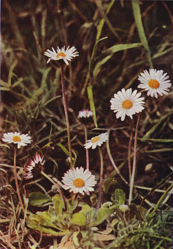 Ville blomster: Daisy (fargebilde) av Charles Essenhigh Corke