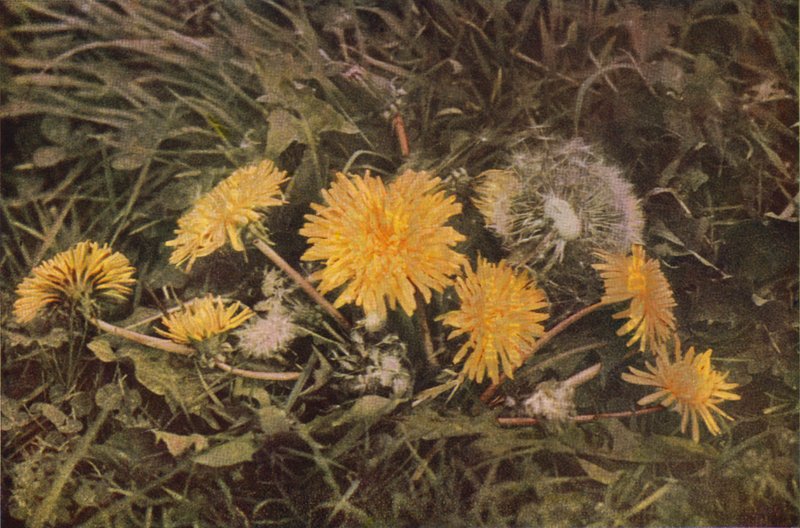 Ville blomster: Løvetann (fargebilde) av Charles Essenhigh Corke