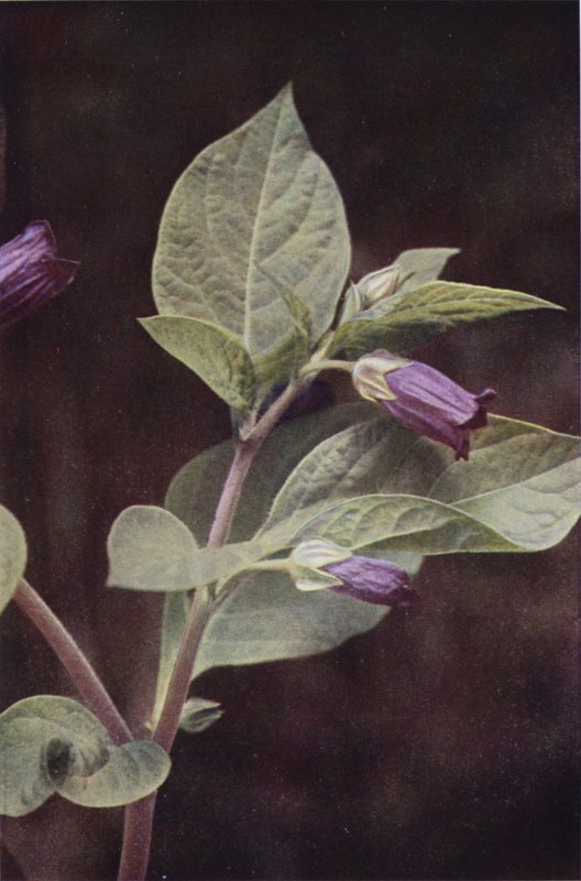 Ville blomster: Deadly Nightshade (fargebilde) av Charles Essenhigh Corke