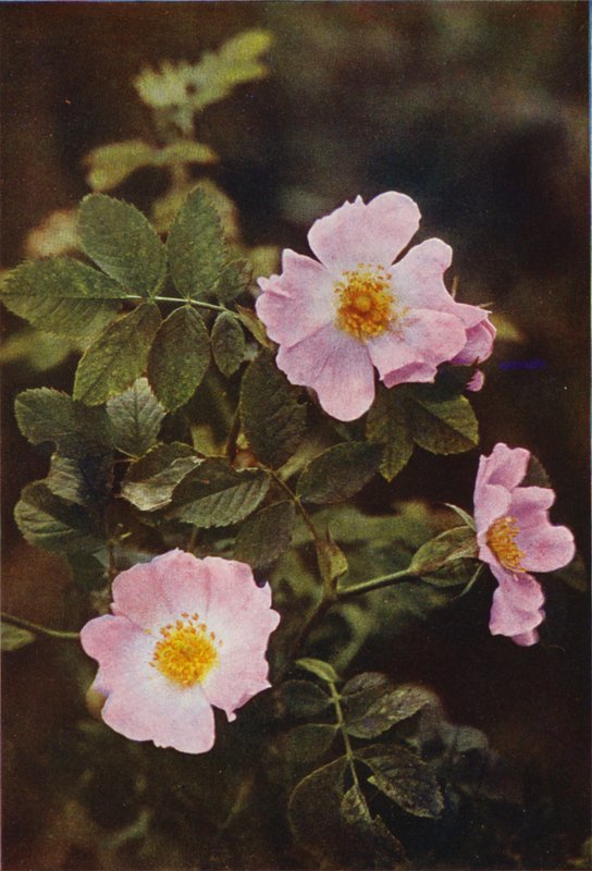 Ville blomster: Hunderose (fargebilde) av Charles Essenhigh Corke