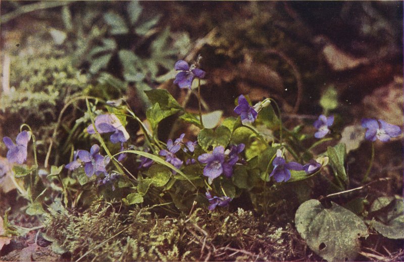 Ville blomster: Hundefiolett (fargebilde) av Charles Essenhigh Corke