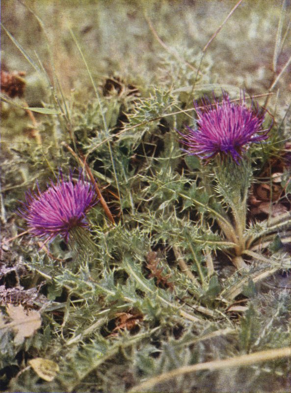 Ville blomster: Dvergtistel (fargebilde) av Charles Essenhigh Corke