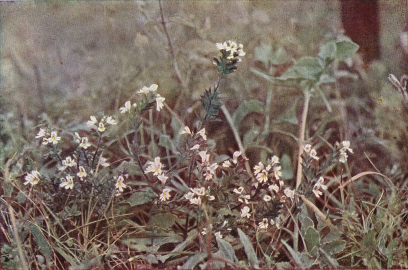 Ville blomster: Eyebright (fargebilde) av Charles Essenhigh Corke