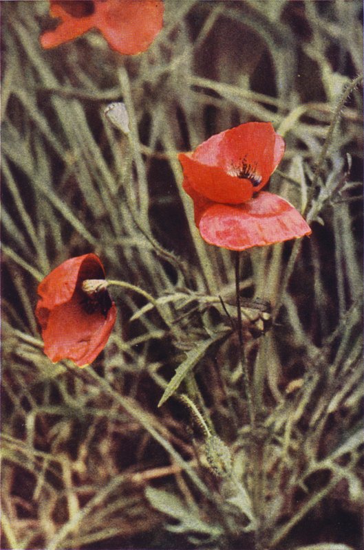 Ville blomster: Åkervalmue (fargebilde) av Charles Essenhigh Corke