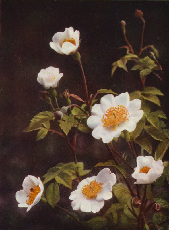 Ville blomster: Field Rose (fargebilde) av Charles Essenhigh Corke