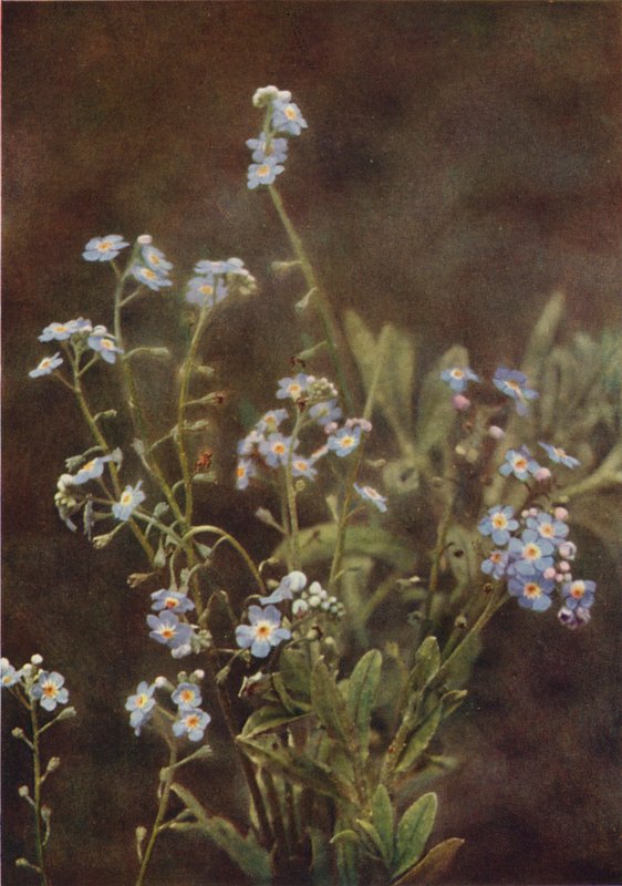 Ville blomster: Forget-Me-Not (fargebilde) av Charles Essenhigh Corke