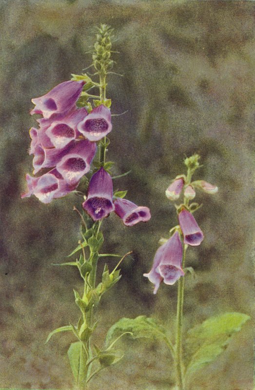 Ville blomster: Foxglove (fargebilde) av Charles Essenhigh Corke