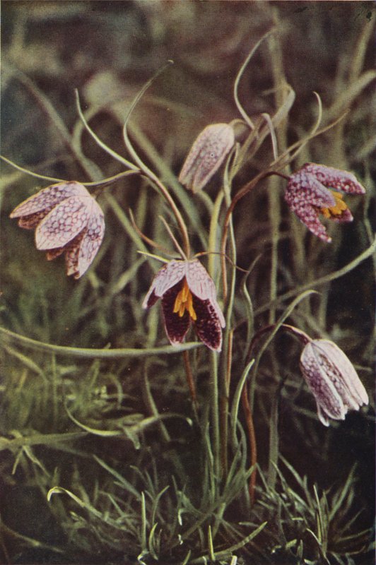 Ville blomster: Fritillary (fargebilde) av Charles Essenhigh Corke