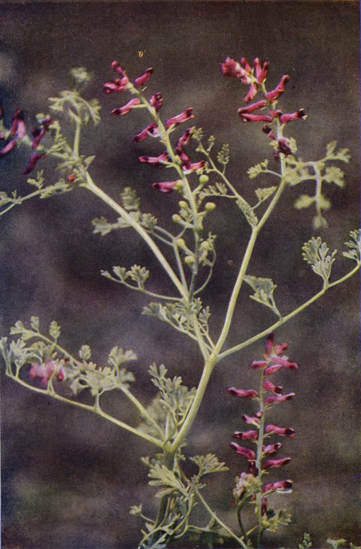 Ville blomster: Fumitory (fargebilde) av Charles Essenhigh Corke