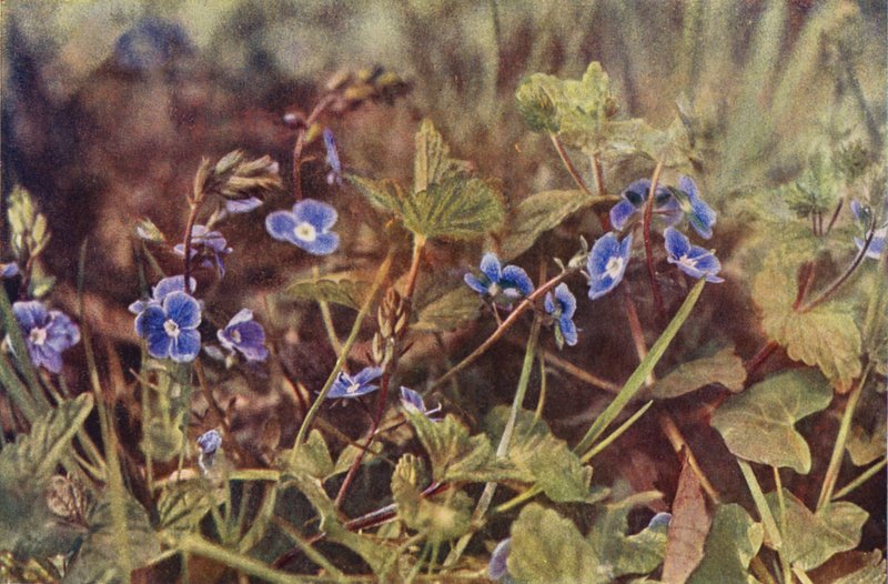 Ville blomster: Germander Speedwell (fargebilde) av Charles Essenhigh Corke