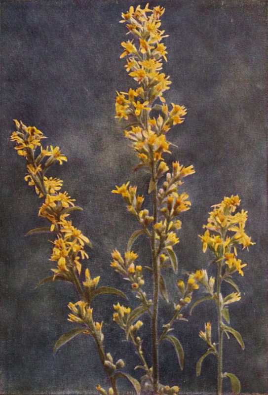 Ville blomster: Golden Rod (fargebilde) av Charles Essenhigh Corke