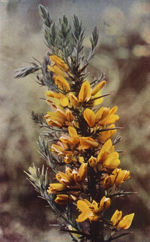 Ville blomster: Gorse (fargebilde) av Charles Essenhigh Corke