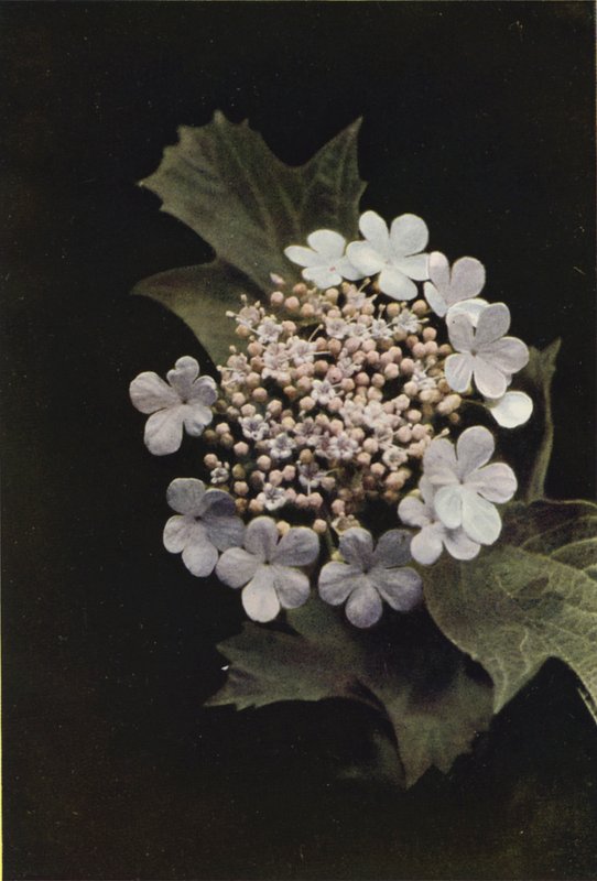 Ville blomster: Guelder Rose (fargebilde) av Charles Essenhigh Corke