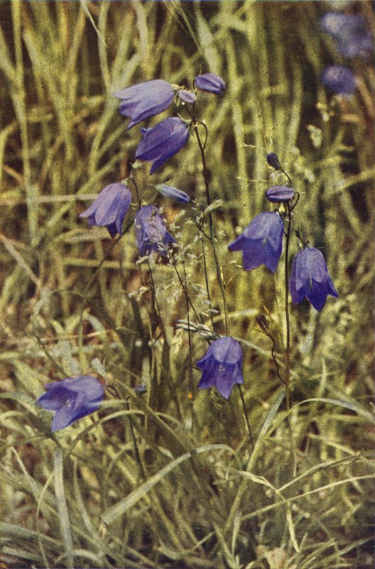Ville blomster: Hårklokke (fargebilde) av Charles Essenhigh Corke